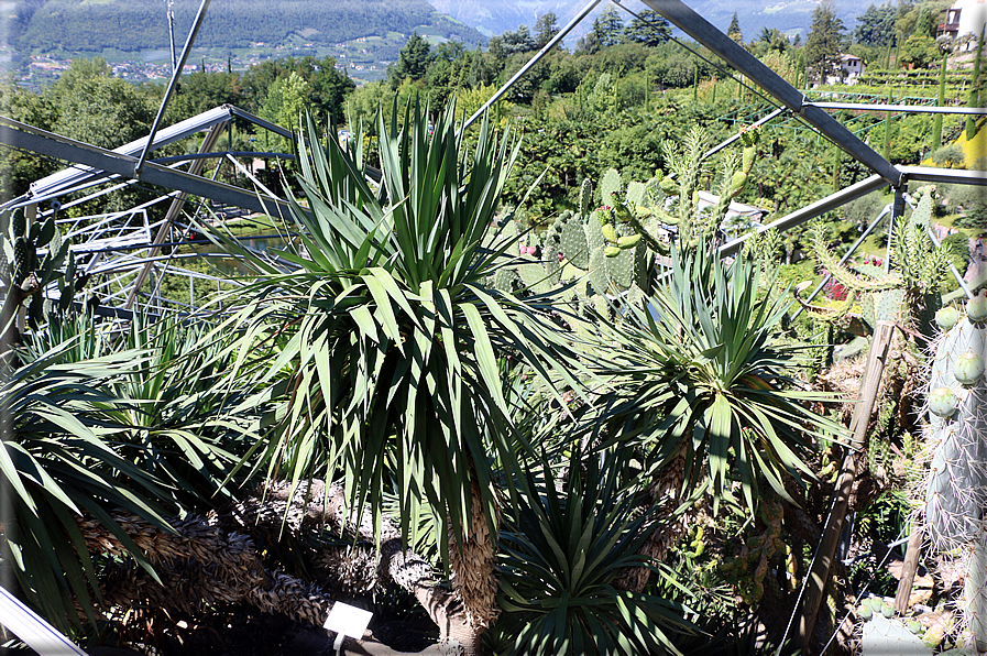 foto Giardini Trauttmansdorff - Giardini del Sole